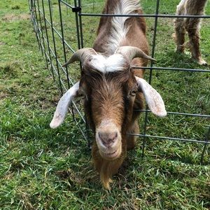 Meet your Posher, Charlotte